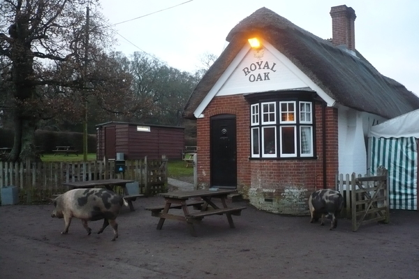 Royal Oak, Fritham